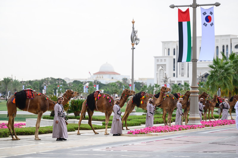 Camels line the road a the official state visit of South Korea to the UAE